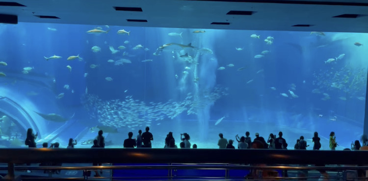 美ら海水族館